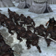 Illustration for article titled iThe Elder Scrolls/i is Ready for Total War